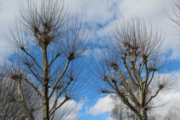 Plane trees against the sky
