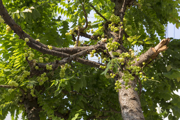 Fototapeta premium Star gooseberry form thailand 