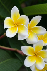 white frangipani plumeria tropical flower with water drops