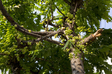 Star gooseberry form thailand
