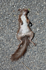 Ecureuil écrasé par un véhicule