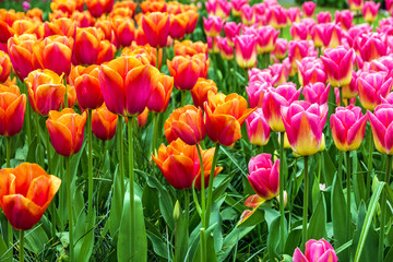 Tulip field, red andpink, Keukenhof flower garden, Netherlands,