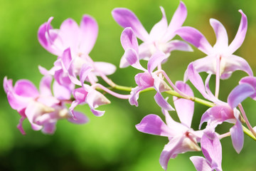 Fototapeta na wymiar orchid in thailand