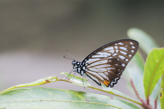 Close up of The Great Zebra on green leaf,thailand