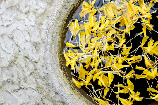 Fototapeta yellow flower in the big jar