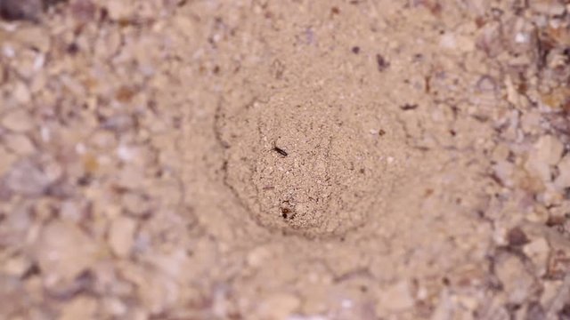 antlion larva
