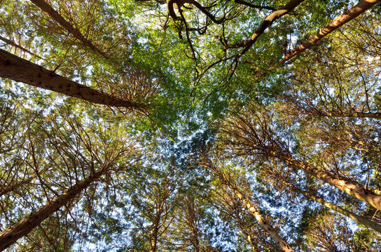 杉 林 Images – Browse 4,164 Stock Photos, Vectors, and Video | Adobe Stock