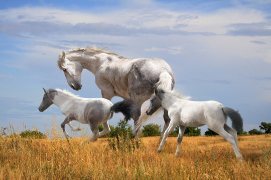 white horse with two foals