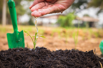 Man's hand watering a young plant