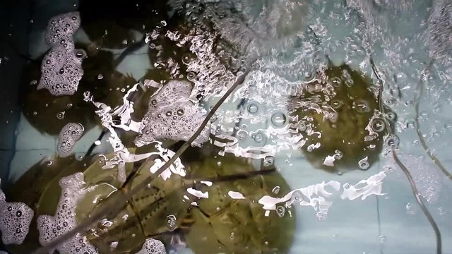 Horseshoe crabs in tank of restaurant
