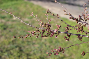 桜の花