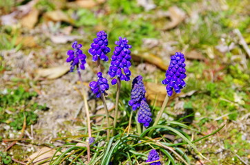 野原に咲くムスカリの花