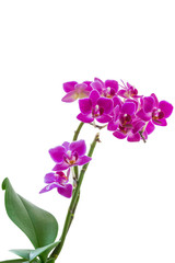 Fototapeta na wymiar small Flowers pink phalaenopsis orchid on a branch isolated