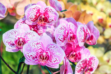 Closeup of red pink orchid phalaenopsis