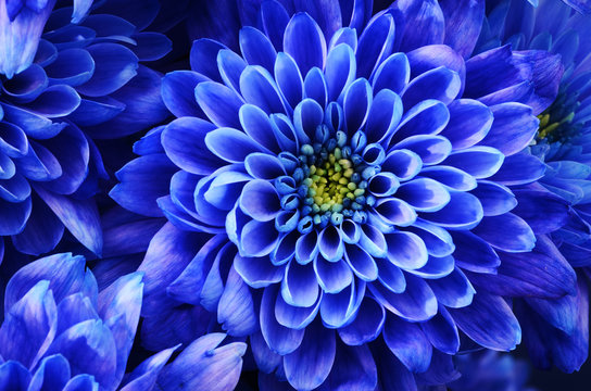 Details Of Blue Flower For Background Or Texture