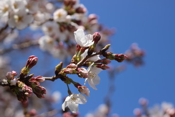桜の花