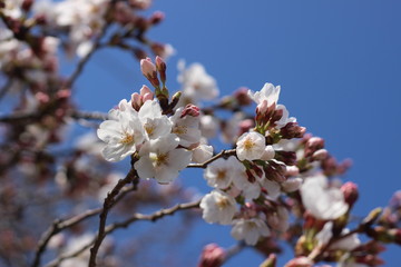 桜の花