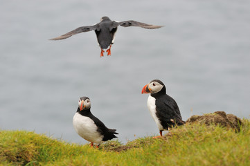 Puffin, Iceland, Westman Islands. Atlantic puffin. Puffins in the rain.