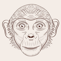 Portrait of monkey