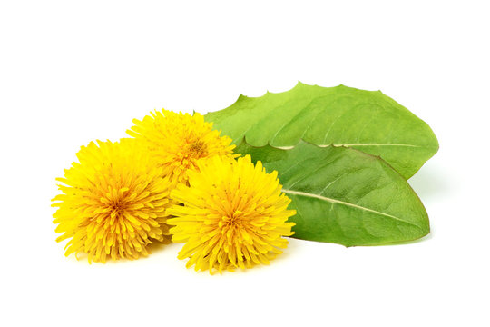 Dandelion flowers with leaves.