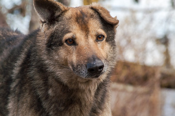 Fototapeta premium street stray dog
