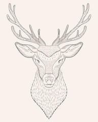 Portrait of deer coloring