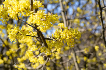 Cornus mas, Cornelian cherry, European cornel, dogwood, flowering plant in the dogwood Cornaceae, native to southern Europe and middle east.