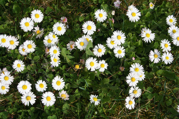 prato con piccole margherite bianche. Pratoline, in fiore