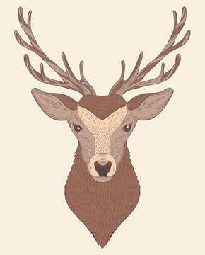 Portrait of deer in color