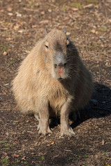 Capibara