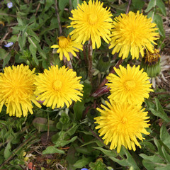 Obraz premium Tarassaco giallo in fiore in giardino