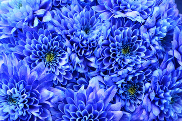 Fototapeta na wymiar Details of blue flower for background or texture