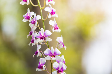 Beautiful flower dendrobium belchim orchid.