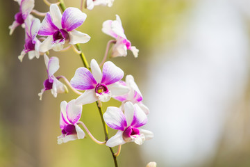 Fototapeta na wymiar Beautiful flower dendrobium belchim orchid.