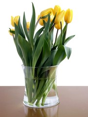 pretty yellow tulips