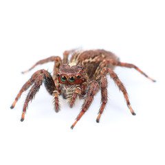 One home spider isolated on white