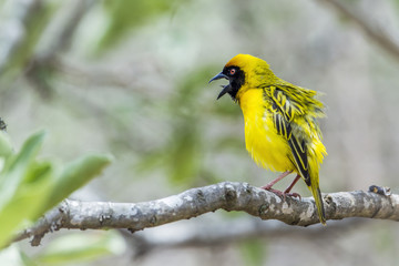 Southern Masked-Weaver in Kruger National park, South Africa