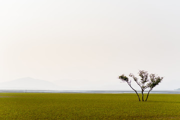 Lonely tree in middle of sea grass