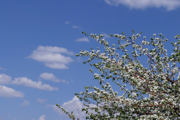 blooming apple tree