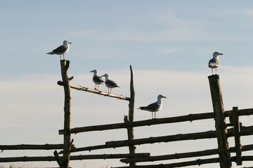 gulls