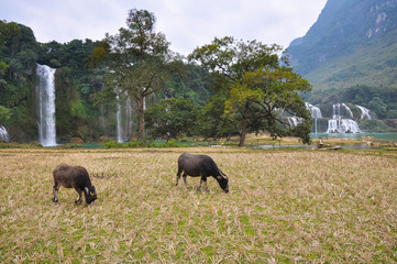 Cows on a pasture on a background of a waterfall