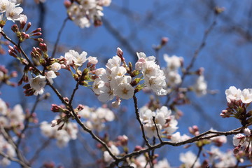 Obraz premium 桜の花