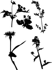 five black wild plant with blooms
