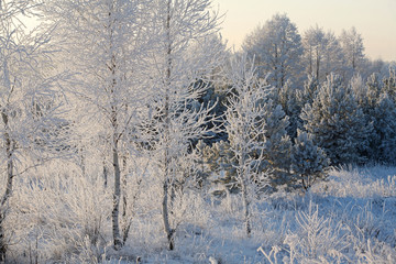 winter Forest