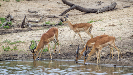 Impala in Kruger National park, South Africa