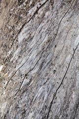 Texture of tree background and Wall of tree texture