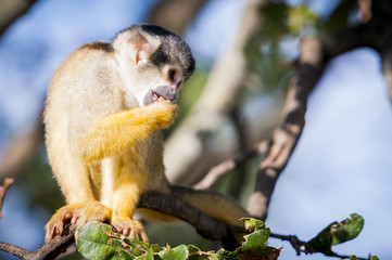Petit singe jaune et noir