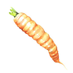 fresh carrot isolated, watercolor illustration