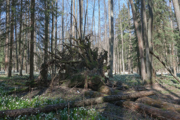 Uprooted tree in nature reserve in spring morning