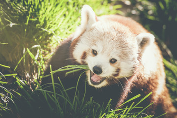 Panda roux